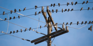 pássaros nos fios elétricos